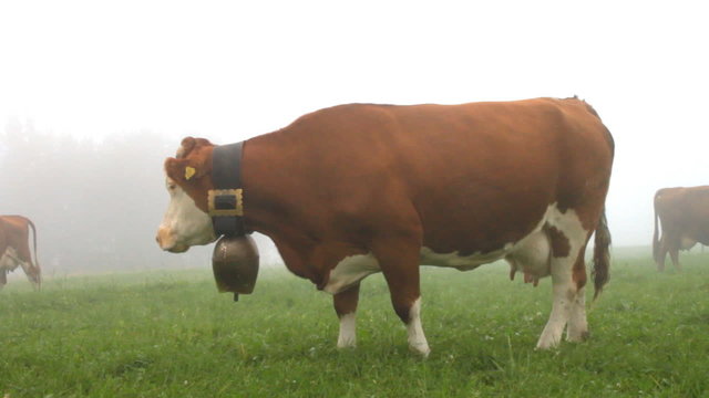 Cows at foggy morning