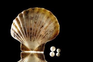 conchiglia con perla su fondo nero