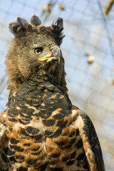 Crowned eagle (Stephanoaetus coronatus)