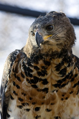 Crowned eagle (Stephanoaetus coronatus)