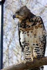 Crowned eagle (Stephanoaetus coronatus)