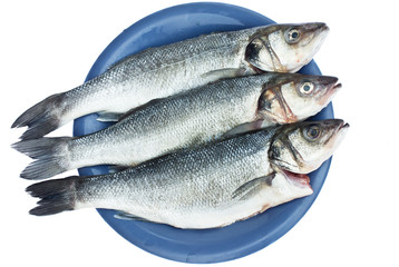 sea bass fish