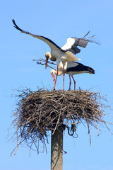 Pair of storks building the nest