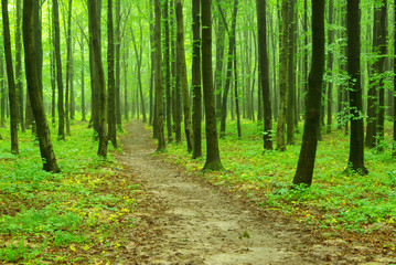 green forest