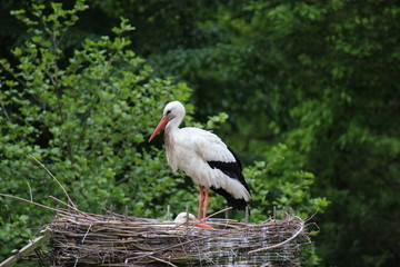 White stork