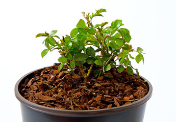 Bodendeckerrose