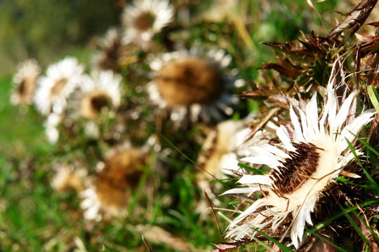 Carline thistle