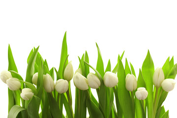 Panele Szklane Podświetlane  Białe tulipany