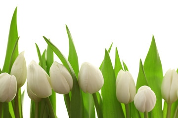 Obraz na płótnie Canvas Weiße Tulpen