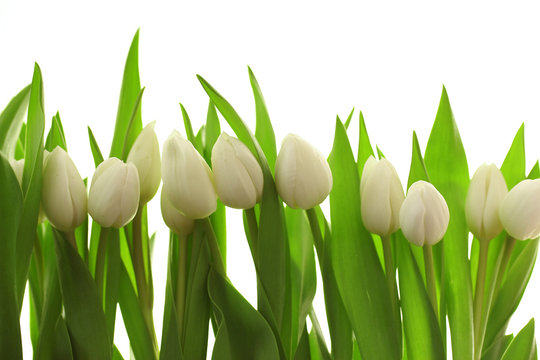 Fototapeta Białe tulipany