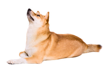 shiba inu dog