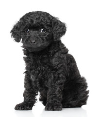 Toy Poodle Puppy