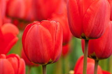 rote Tulpen 2