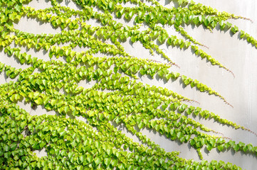 Ivy on the wall Wall