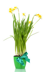 beautiful yellow daffodils in a flowerpot isolated on white