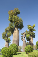 australian baobab trees in botanic garden