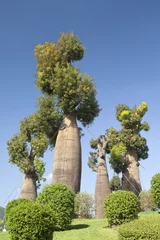 Fotobehang Baobab Australische baobabbomen in botanische tuin