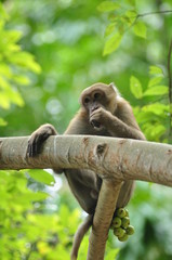wildlife macaque in the nature