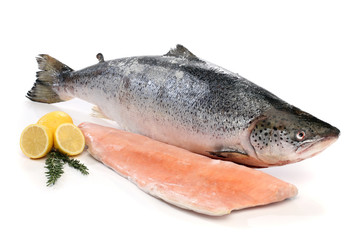Big salmon fish and a fillet isolated on white