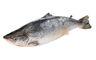 Big salmon fish isolated on white