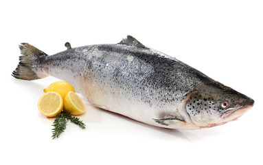 Big salmon fish isolated on white