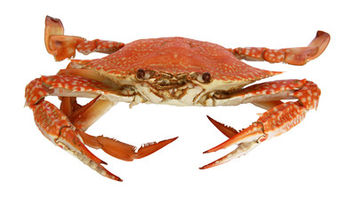 crab.