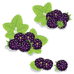 Berries are sweet blackberry closeup - 40780429