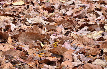dry leaf on ground