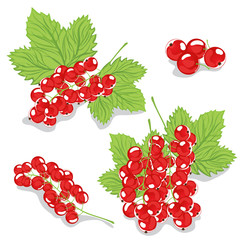 Red currant with green leaves on white background