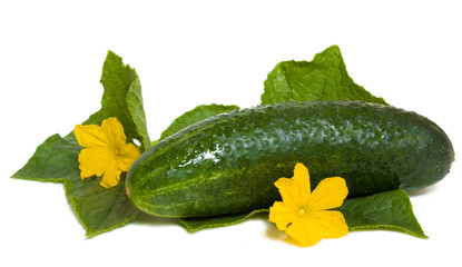 Cucumber on a white background