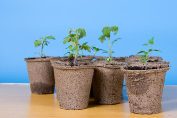 Peat pots and seedlings