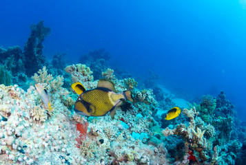 Titan triggerfish on a coral in the Red Sea, Egypt.