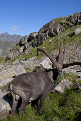 male ibex in a pasture