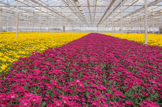 Colorful chrysanthemums in a Dutch flower nursery