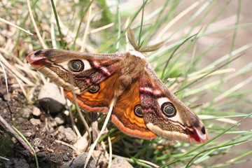 Naklejka premium Papillon tortue