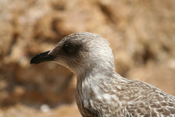 mouette femelle