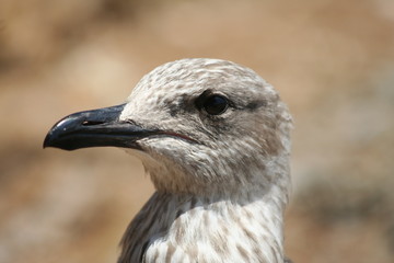 tete de mouette