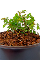 Bodendeckerrose