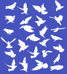 set of white pigeons on blue
