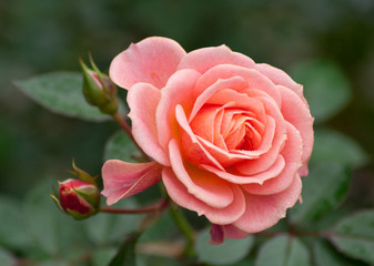 Romantica