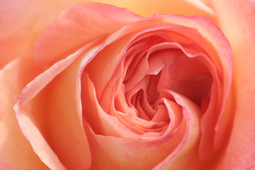 Obraz na płótnie Canvas Rose apricot