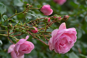 Rosenbusch