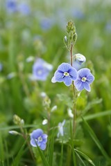 Himmelblau