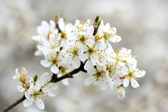 Bl&uuml;hender Schlehdorn