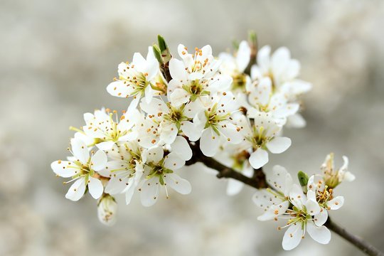 Schlehdornbl&uuml;ten
