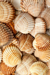 sea shell background