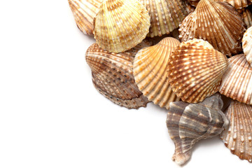 sea shells and empty space for your text