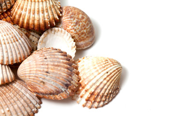 sea shells and empty space for your text