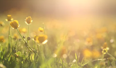 Schilderijen op glas Zonneschijn in het veld © zaliasbriedis