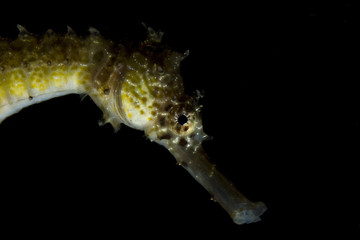 sea horse
